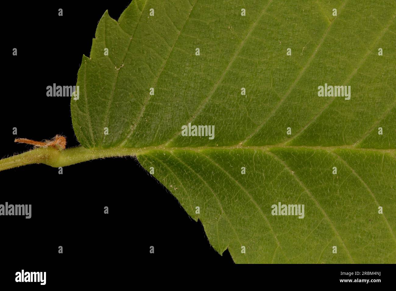 White Elm (Ulmus laevis). Leaf Base Closeup Stock Photo