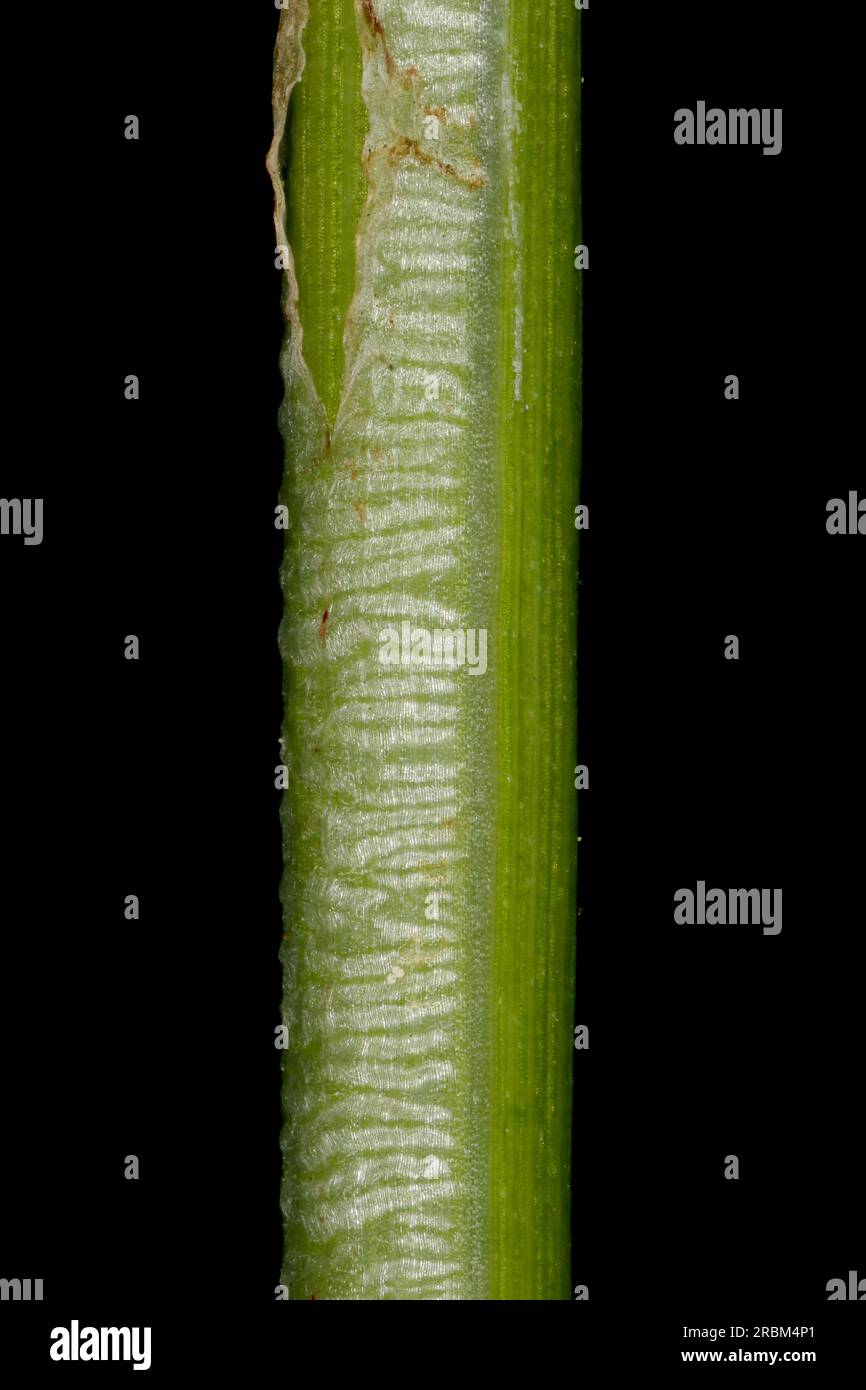 Spiked Sedge (Carex spicata). Leaf Sheath Closeup Stock Photo