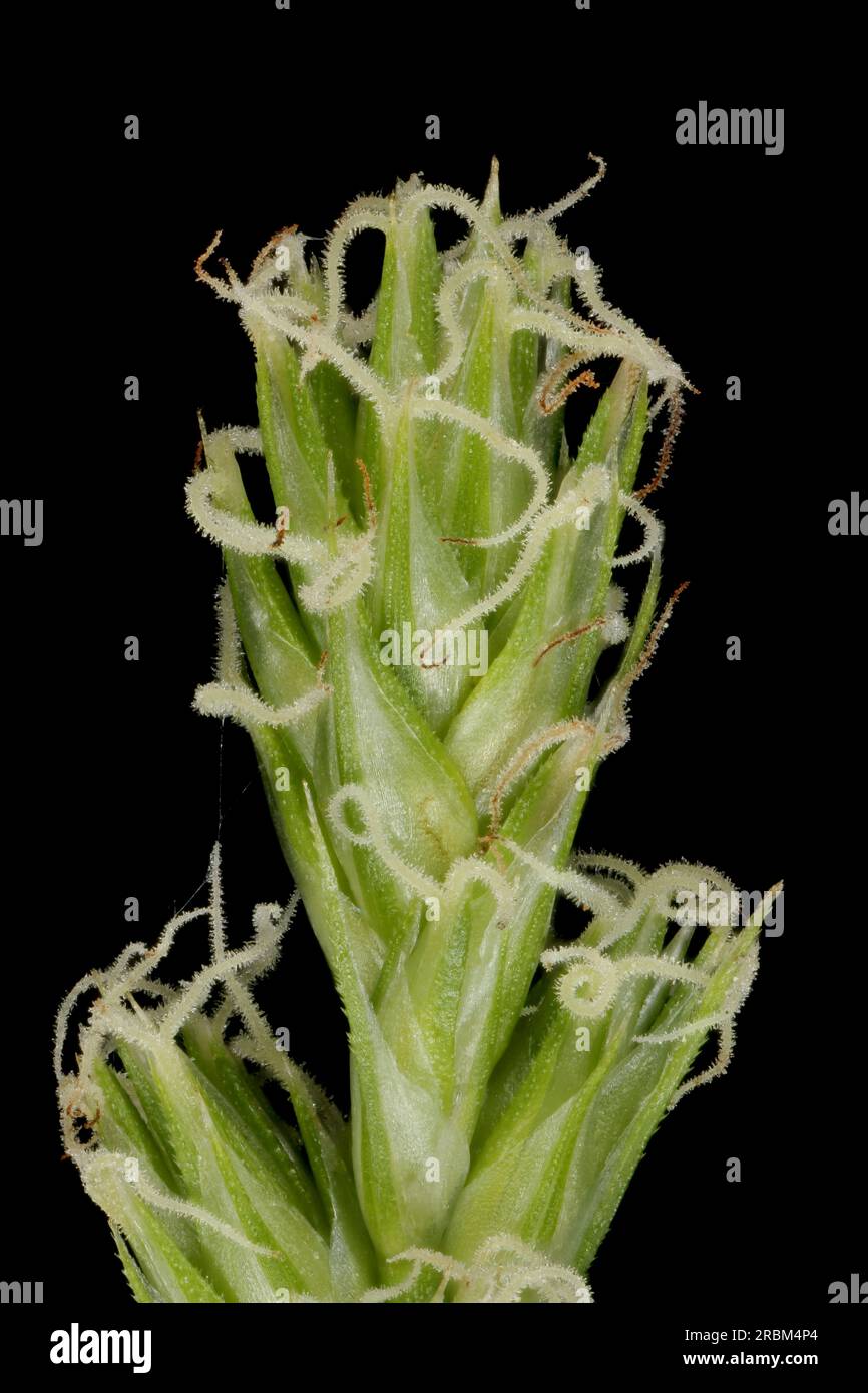 Spiked Sedge (Carex spicata). Inflorescence Detail Closeup Stock Photo