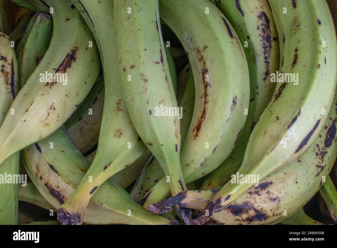A closeup stock photo of raw green plantains on display in a retail