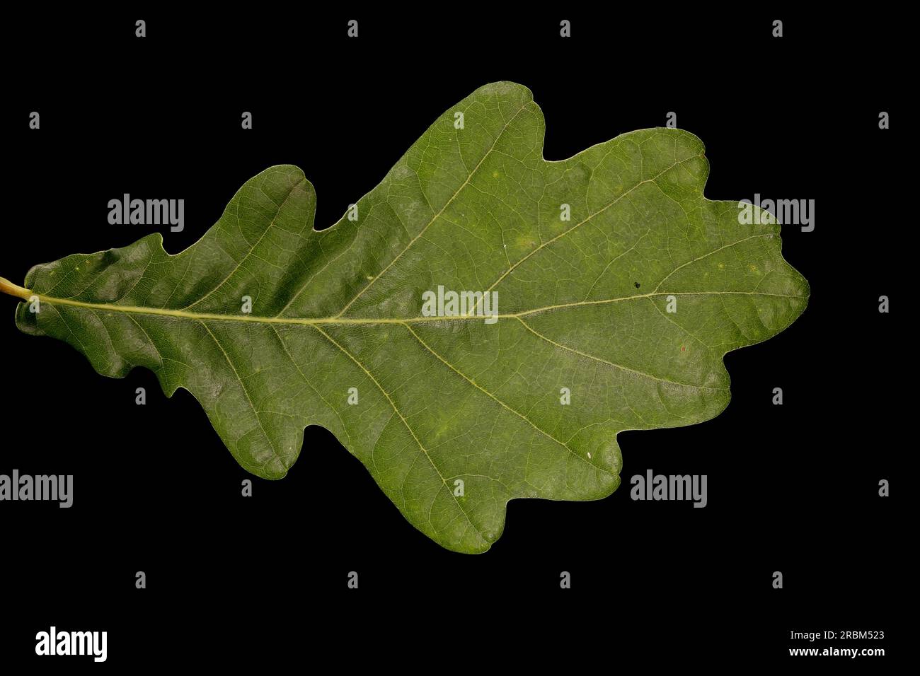 Common Oak Quercus Robur Leaf Closeup Stock Photo Alamy