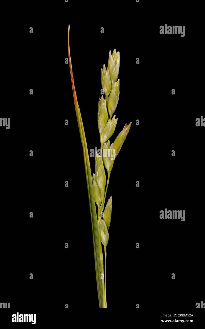 Heath Grass (Danthonia decumbens). Inflorescence Closeup Stock Photo