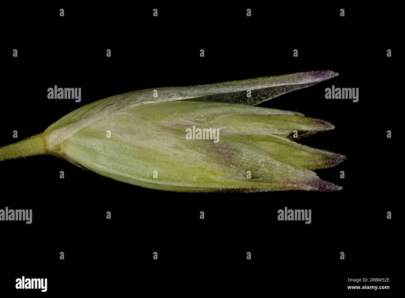 Heath Grass (Danthonia decumbens). Isolated Spikelet Closeup Stock Photo