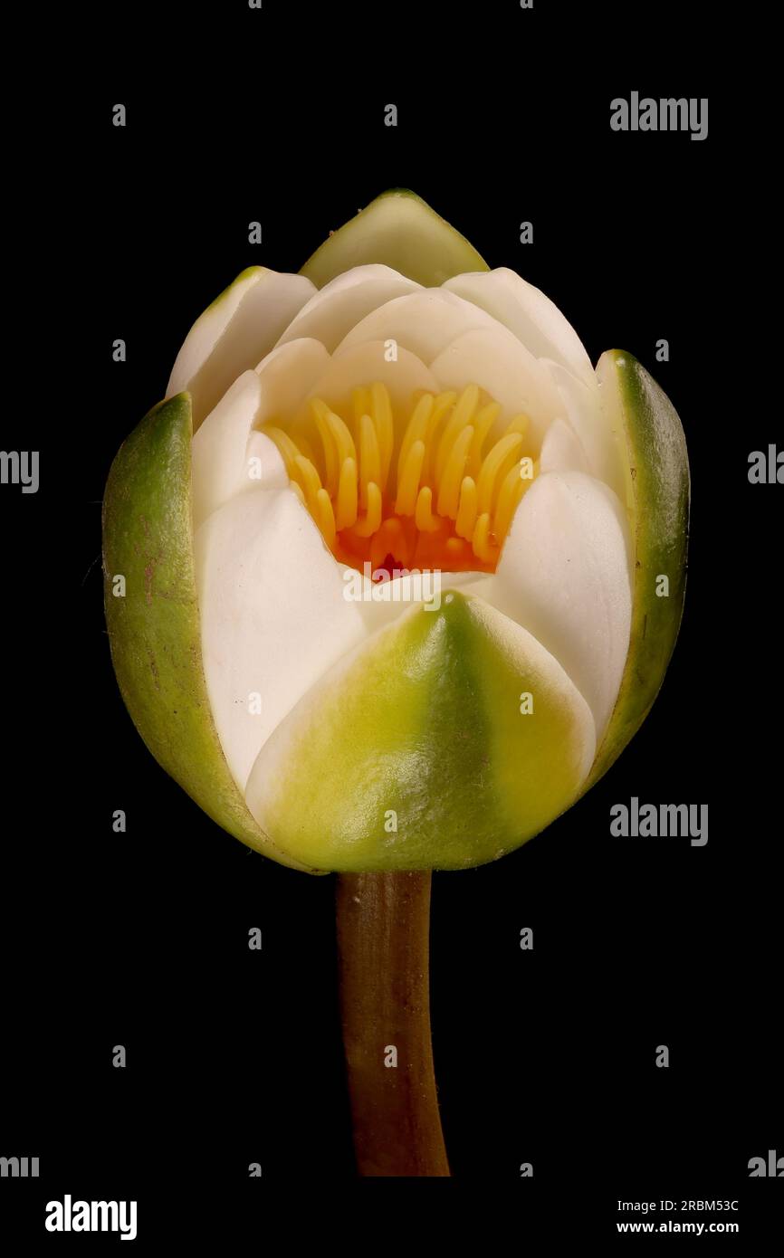 White Water-Lily (Nymphaea alba). Opening Flower Closeup Stock Photo