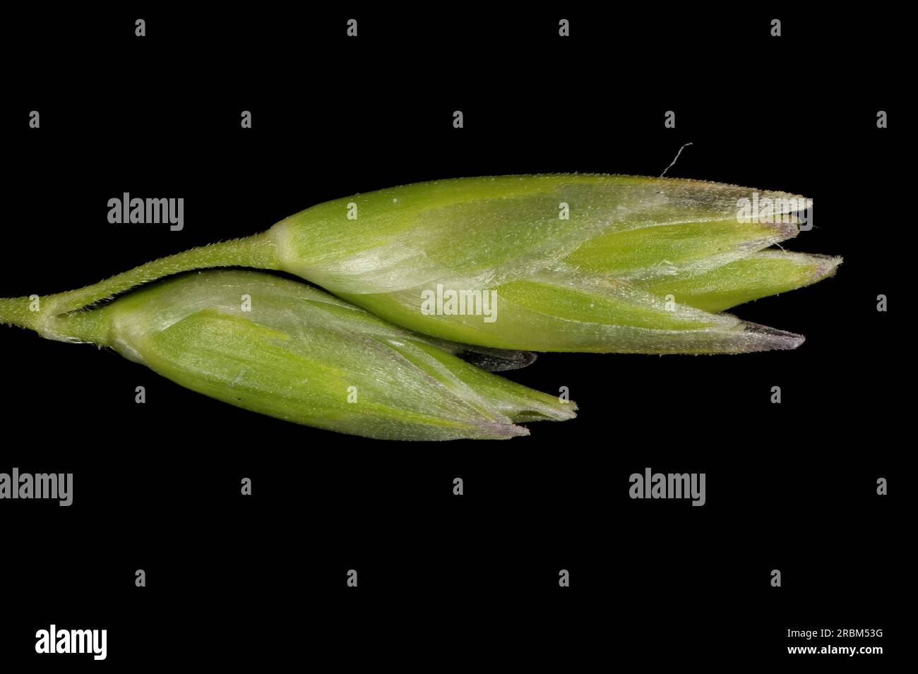 Heath Grass (Danthonia decumbens). Spikelets Closeup Stock Photo