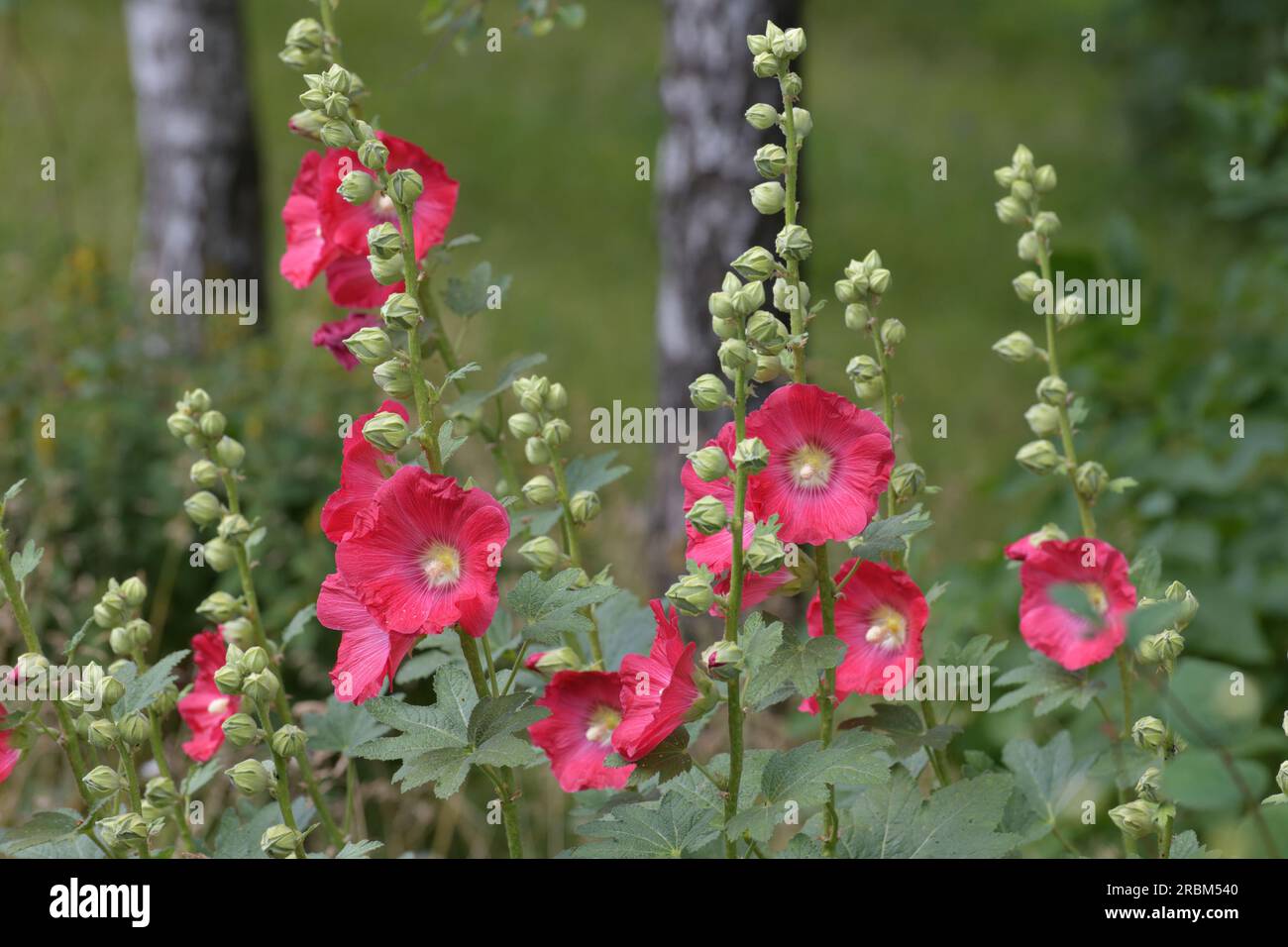 Flowering mallow in a birch grove Stock Photo