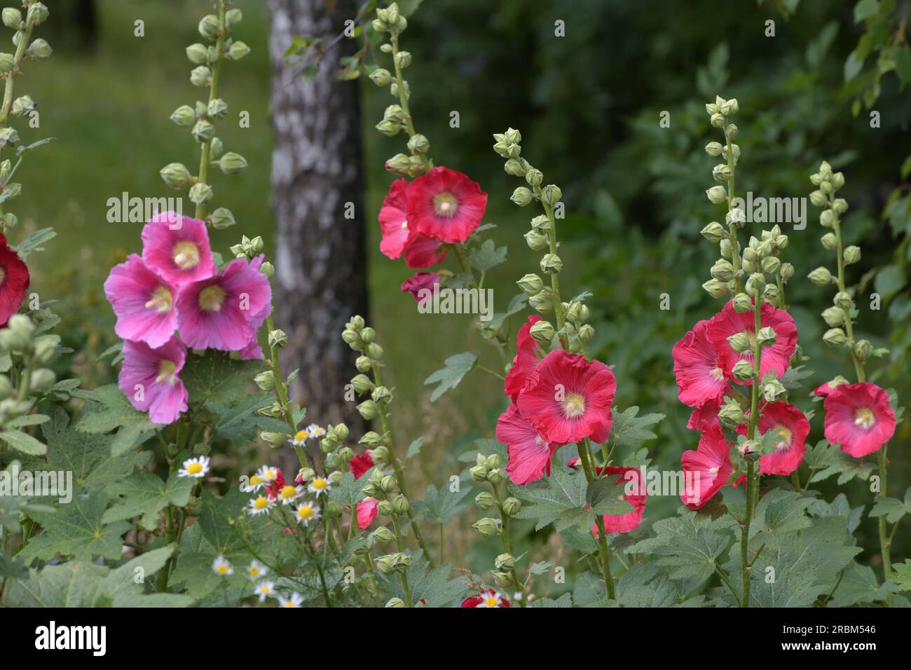 Flowering mallow in a birch grove Stock Photo