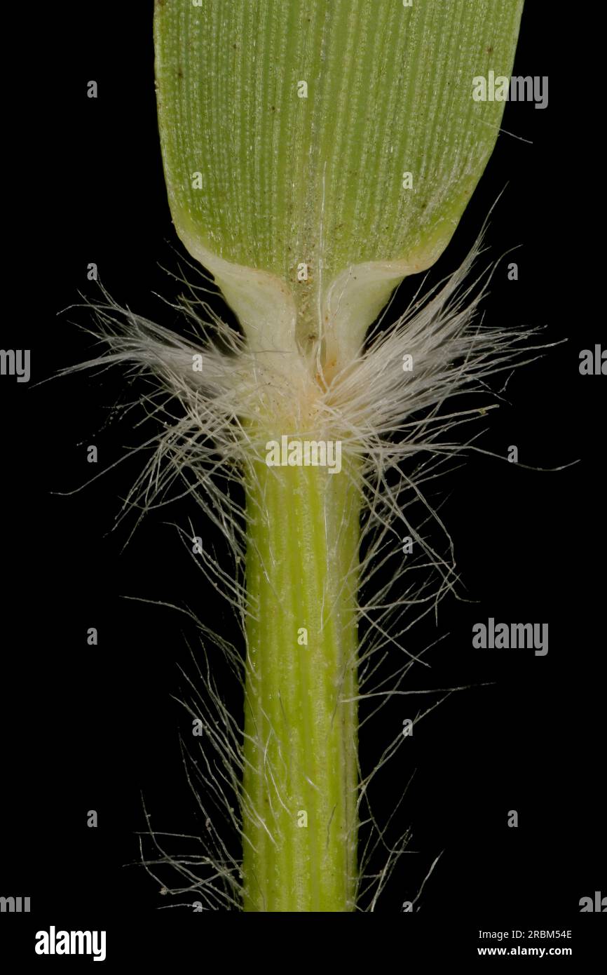 Heath Grass (Danthonia decumbens). Ligule and Leaf Sheath Closeup Stock Photo