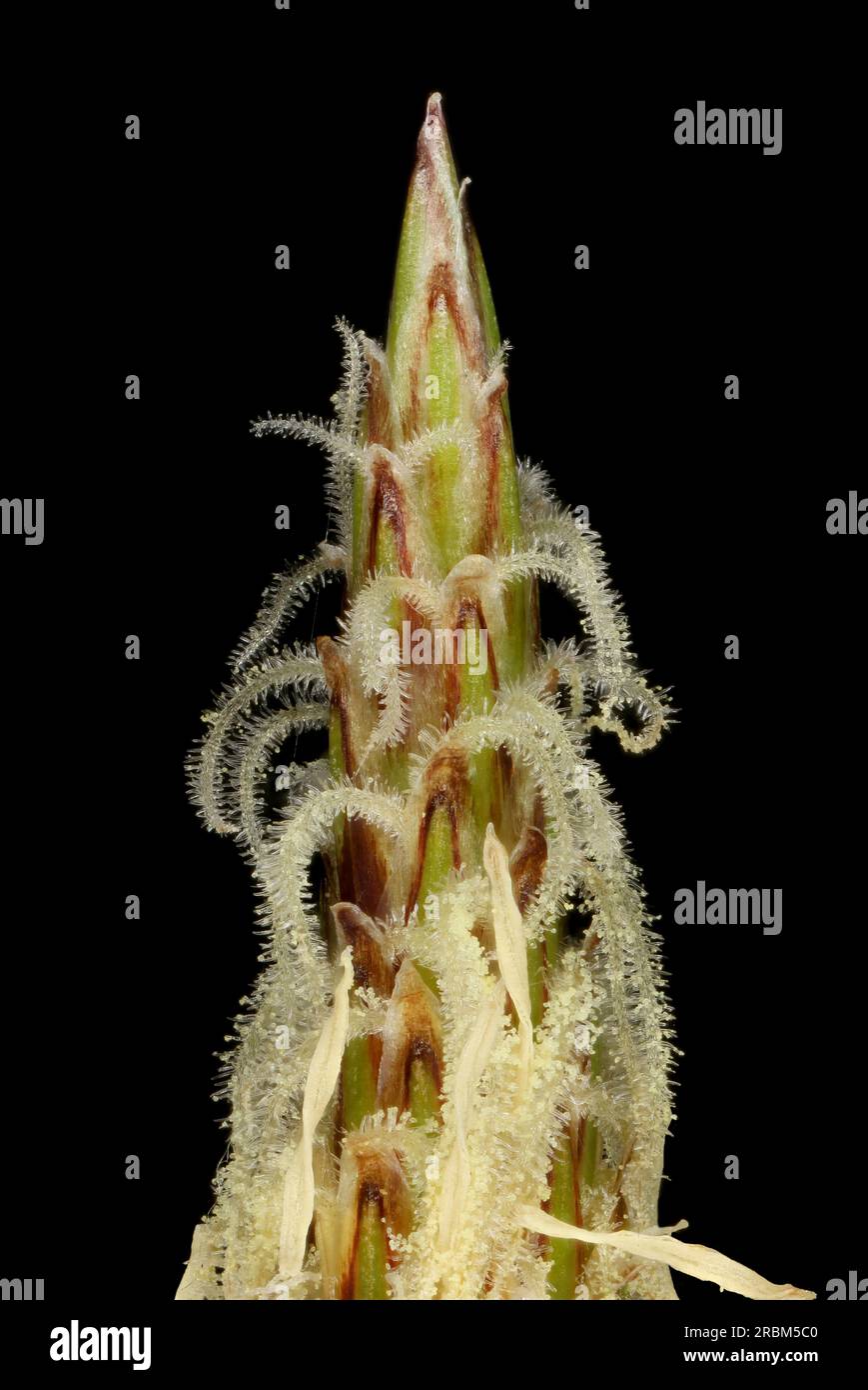 Common Spike-Rush (Eleocharis palustris). Spikelet Apex Closeup Stock Photo