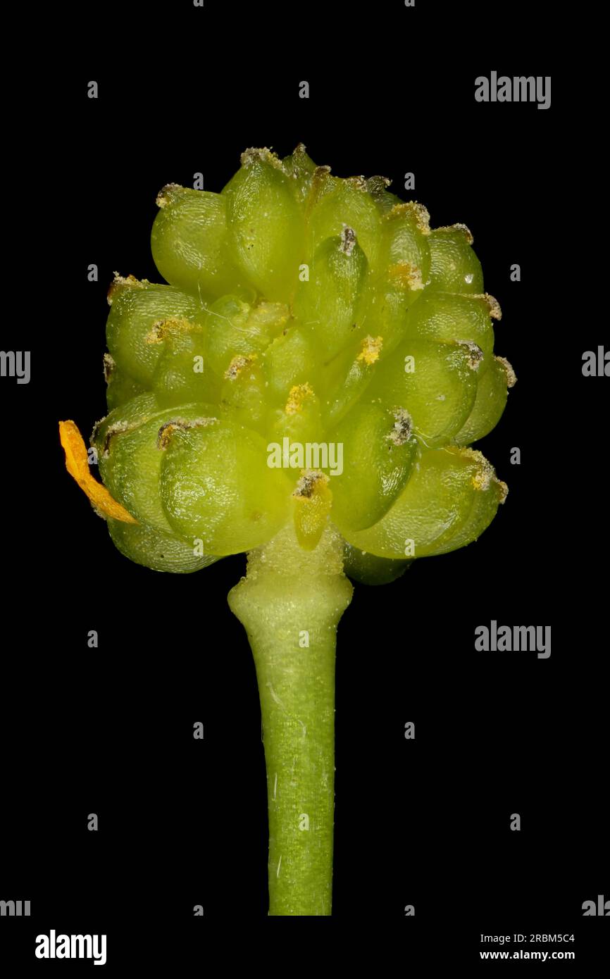 Lesser Spearwort (Ranunculus flammula). Aggregate Fruit Closeup Stock Photo