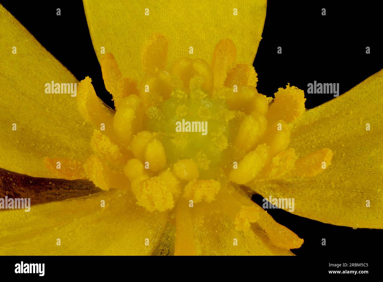 Lesser Spearwort (Ranunculus flammula). Pistils and Stamens Closeup Stock Photo