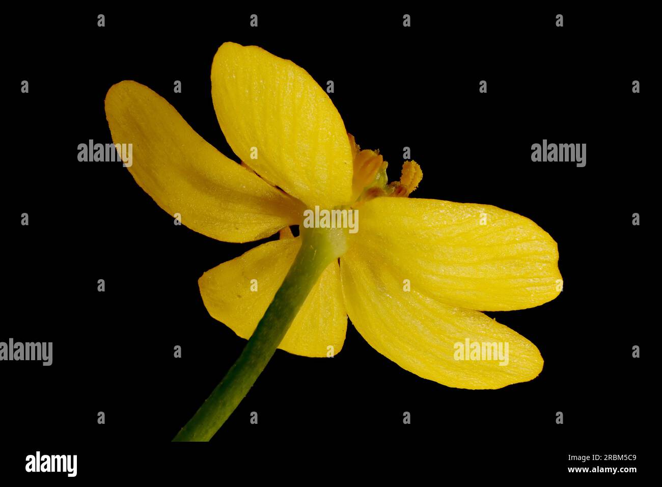 Lesser Spearwort (Ranunculus flammula). Flower Closeup Stock Photo