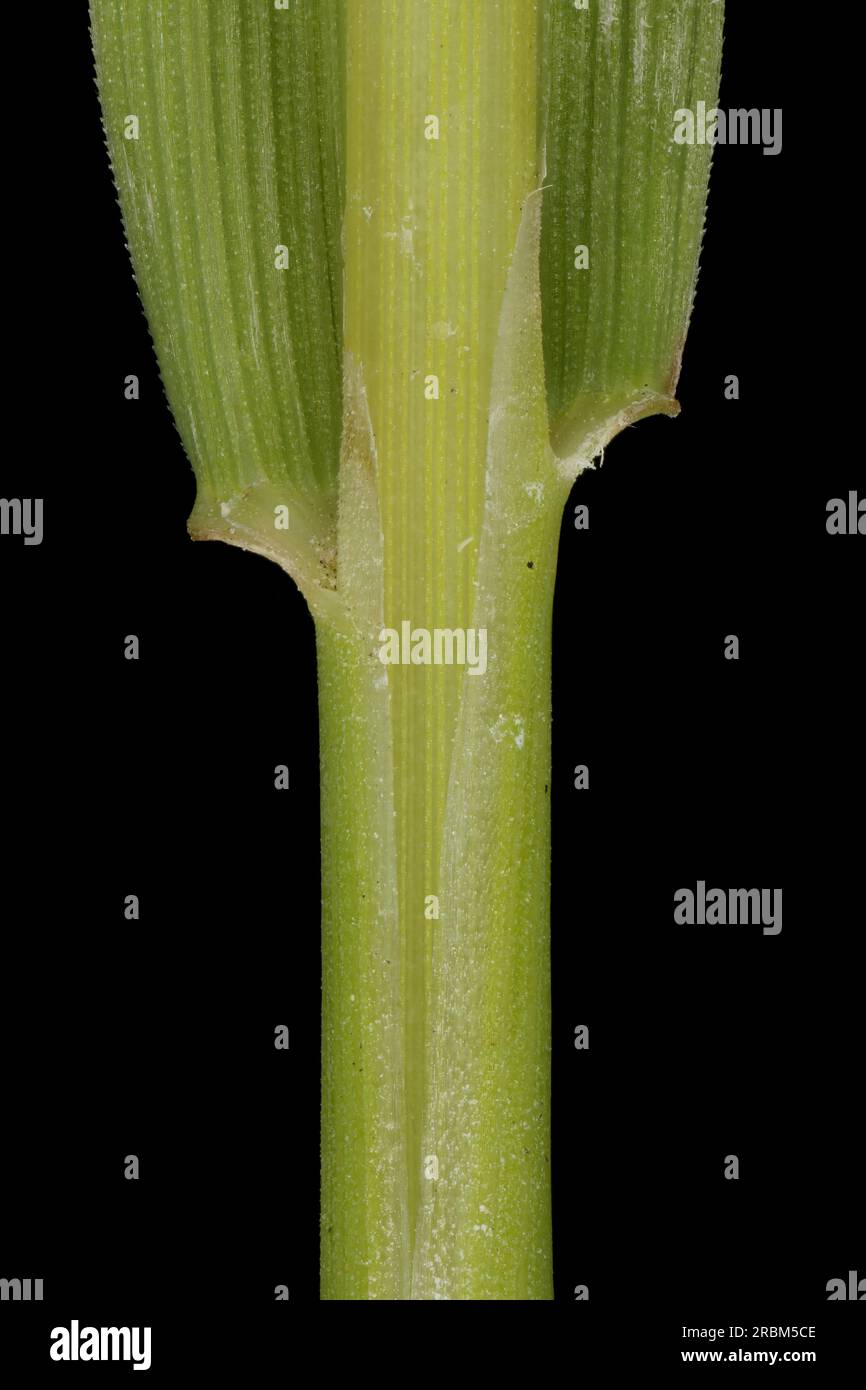 Black Bent (Agrostis gigantea). Culm Node Closeup Stock Photo