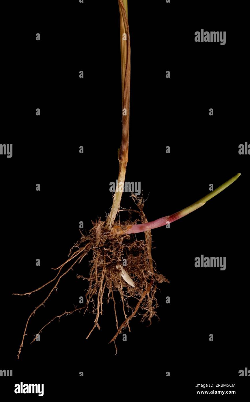 Black Bent (Agrostis gigantea). Root Closeup Stock Photo