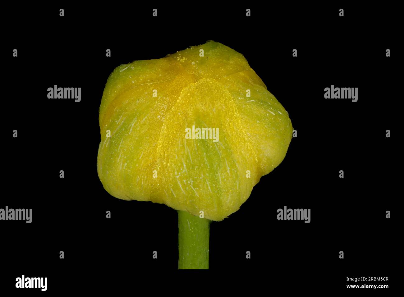 Lesser Spearwort (Ranunculus flammula). Flower Bud Closeup Stock Photo