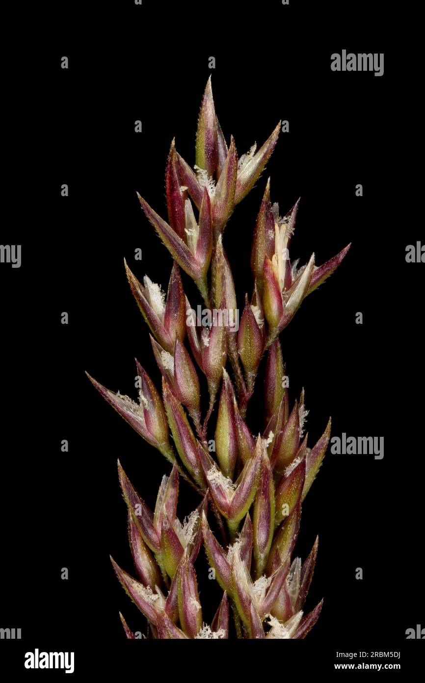 Black Bent (Agrostis gigantea). Inflorescence Apex Closeup Stock Photo