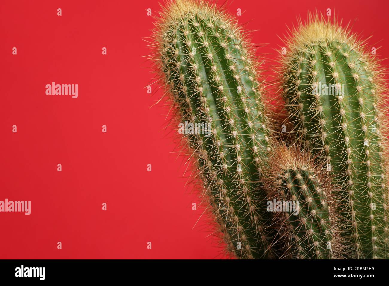Beautiful green cactus on red background, space for text. Tropical plant Stock Photo