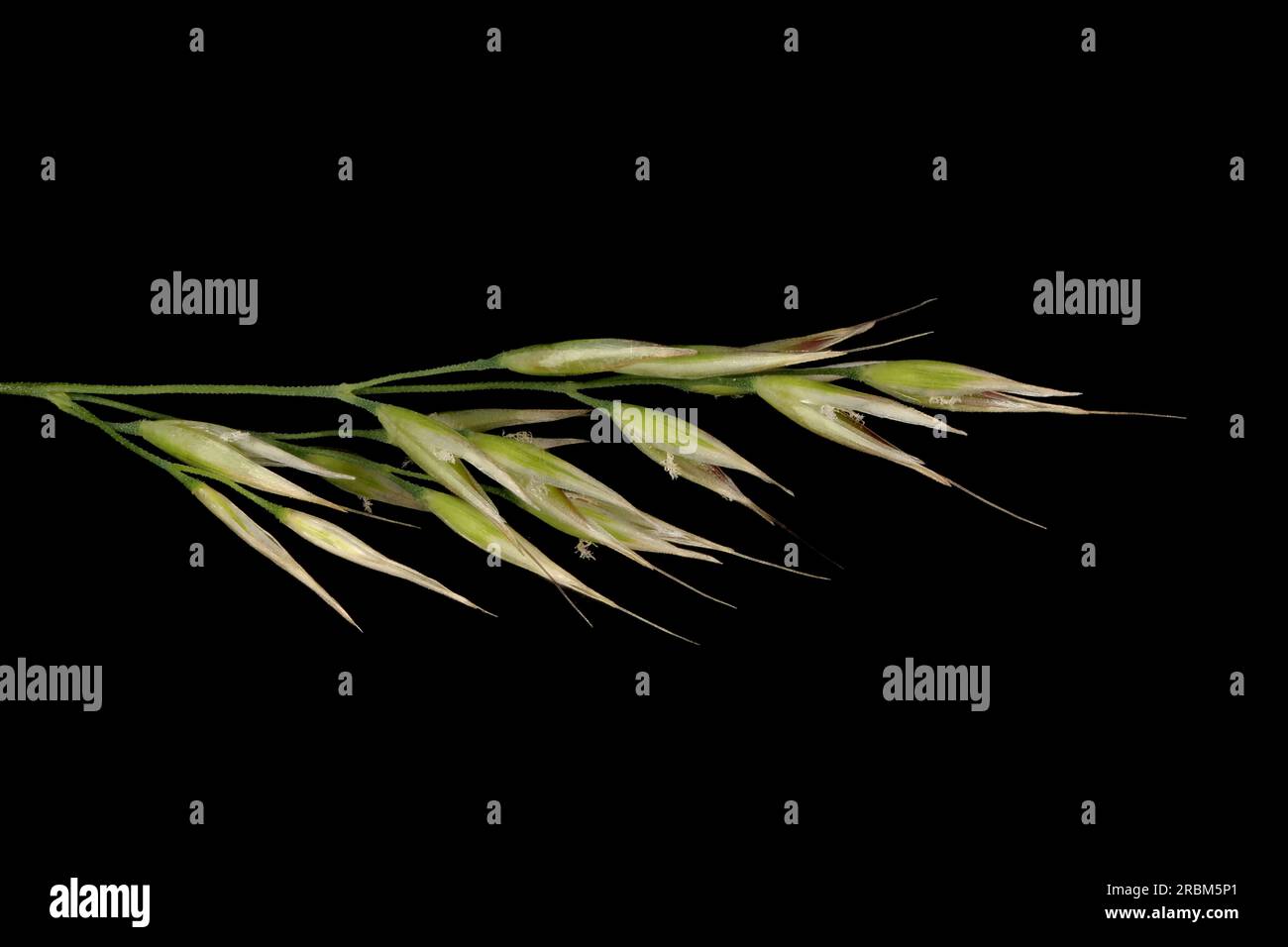 Korean Feather Reed Grass (Calamagrostis arundinacea). Inflorescence Detail Closeup Stock Photo