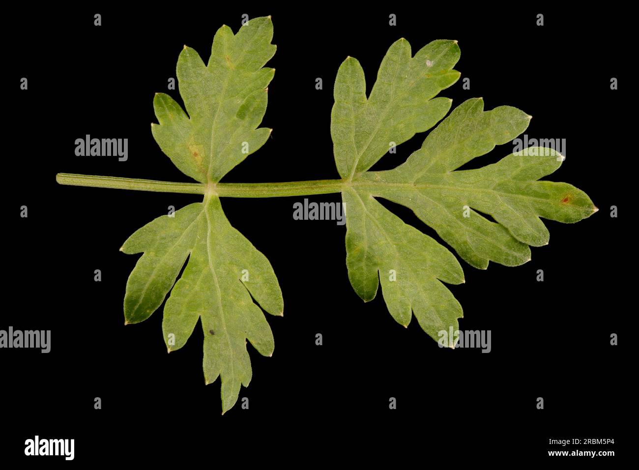 Mountain Hog's Fennel (Peucedanum oreoselinum). Basal Leaf Segment Closeup Stock Photo