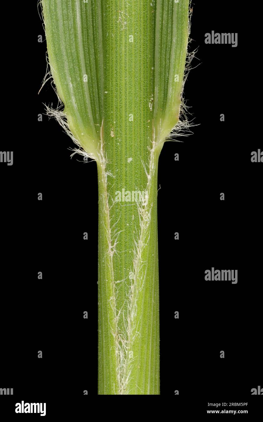 Korean Feather Reed Grass (Calamagrostis arundinacea). Culm and Leaf Sheath Closeup Stock Photo