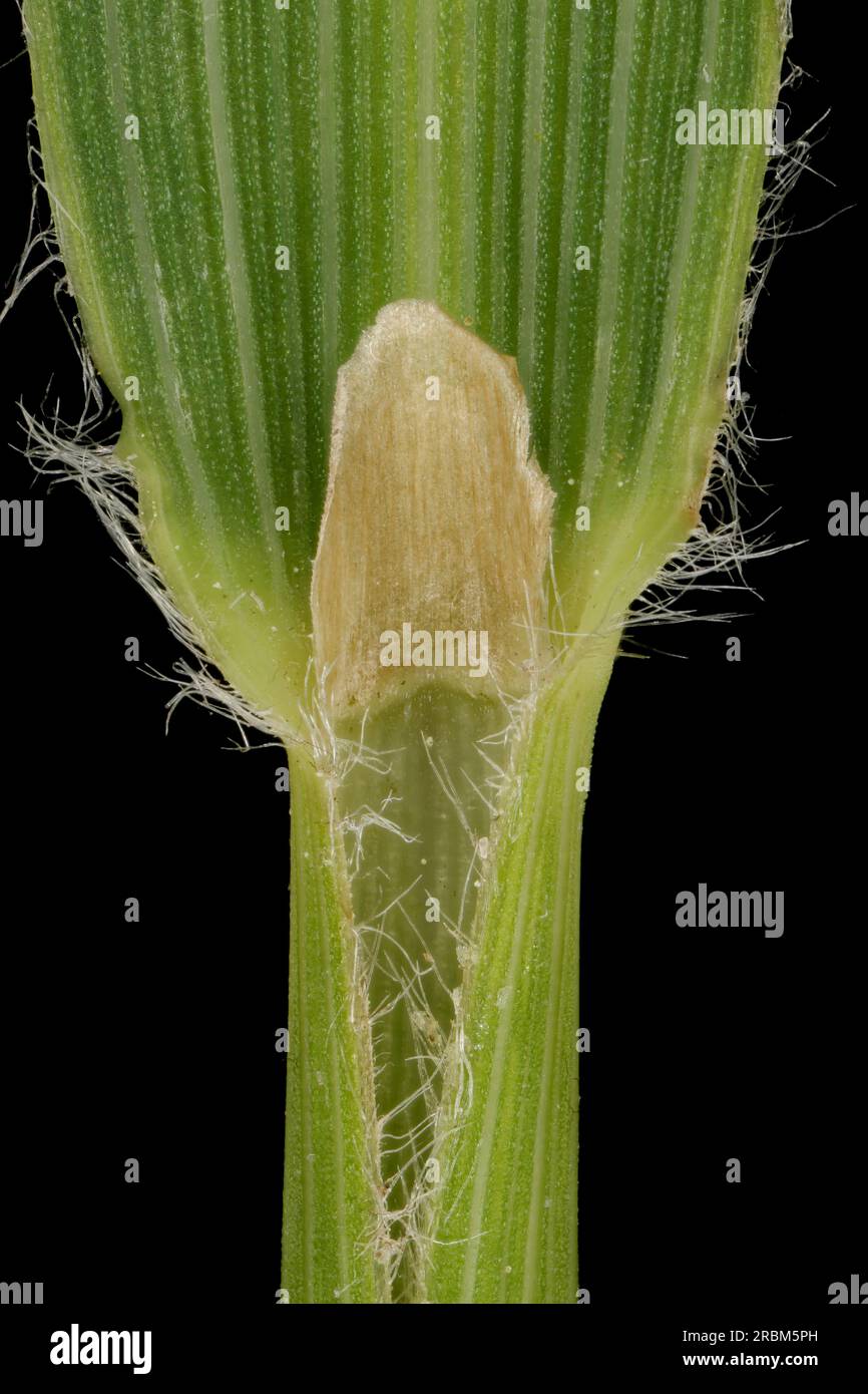 Korean Feather Reed Grass (Calamagrostis arundinacea). Leaf Sheath and Ligule Closeup Stock Photo