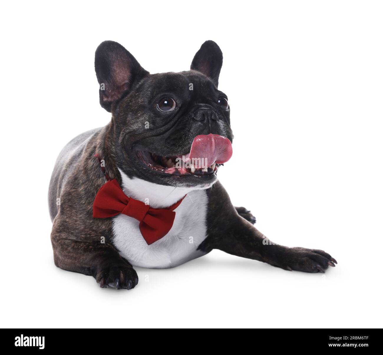 Adorable French Bulldog with bow tie on white background Stock Photo
