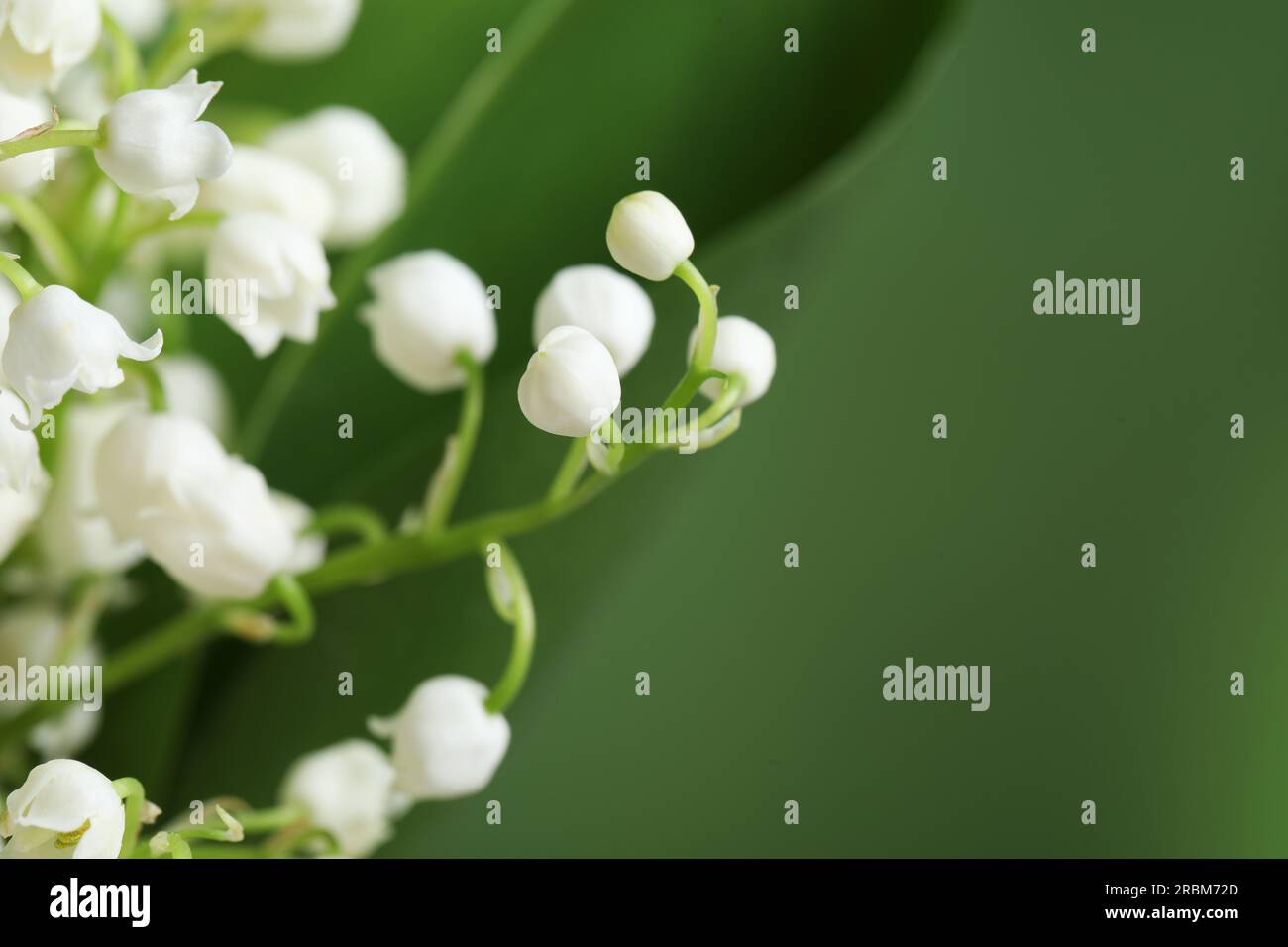 Beautiful lily of the valley flowers on blurred green background ...