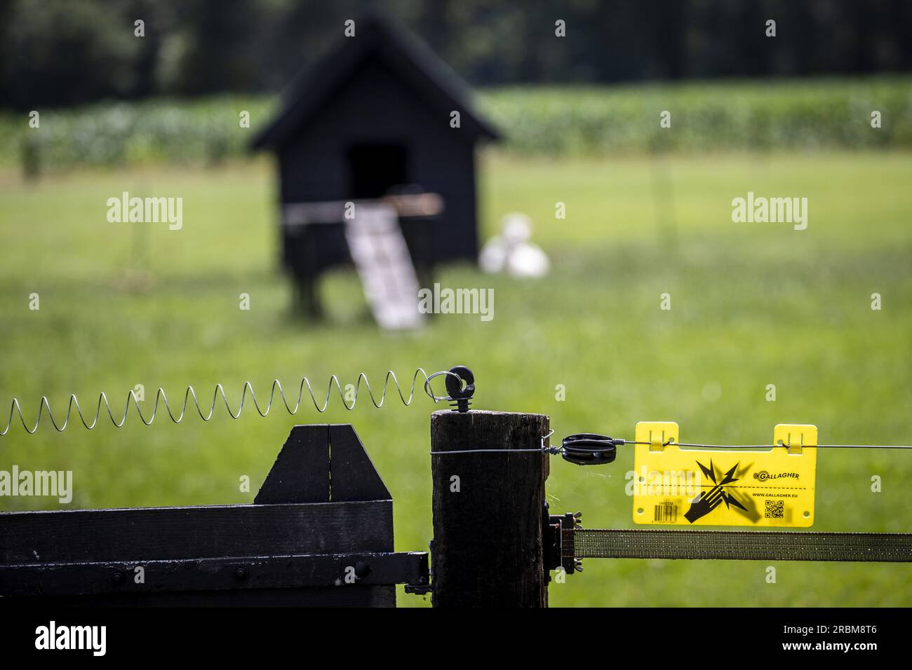 WAPSE - Pasture where a wolf was shot after injuring a sheep farmer. The sheep farmer tried to chase the wolf away after discovering it had killed some of his sheep. The pasture is equipped with a wolf-resistant grid with electric fence. ANP VINCENT JANNINK netherlands out - belgium out Stock Photo