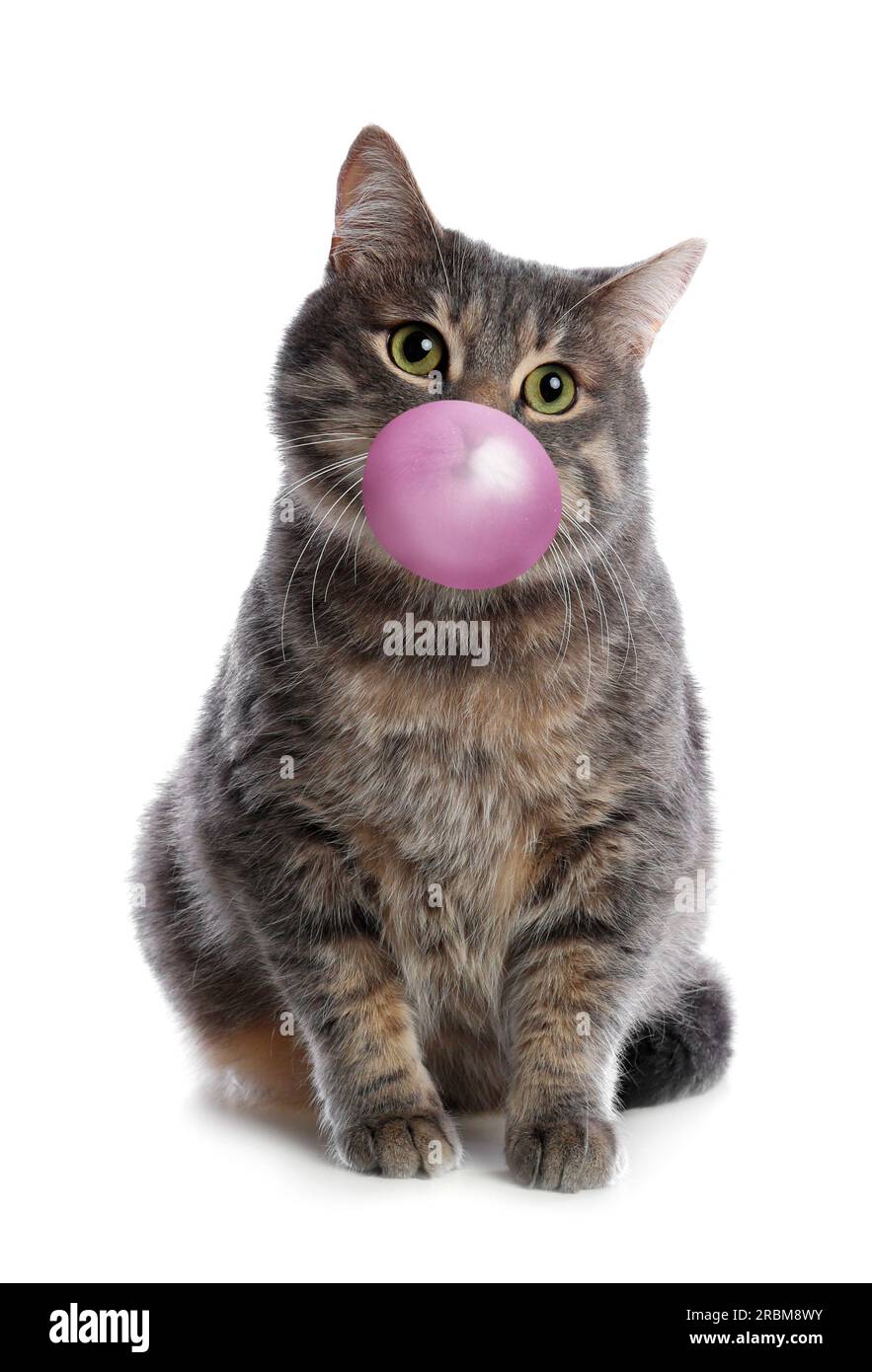 Cute gray tabby cat blowing bubble gum on white background Stock Photo Alamy