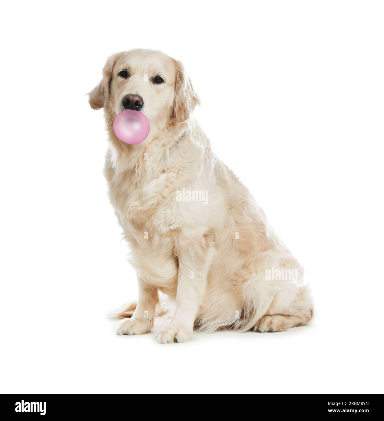 Cute Golden Retriever dog with bubble of chewing gum on white ...
