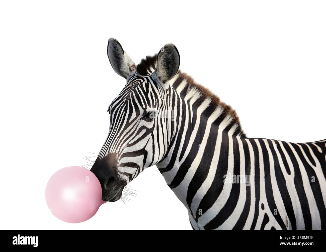 Striped African zebra blowing bubble gum on white background Stock