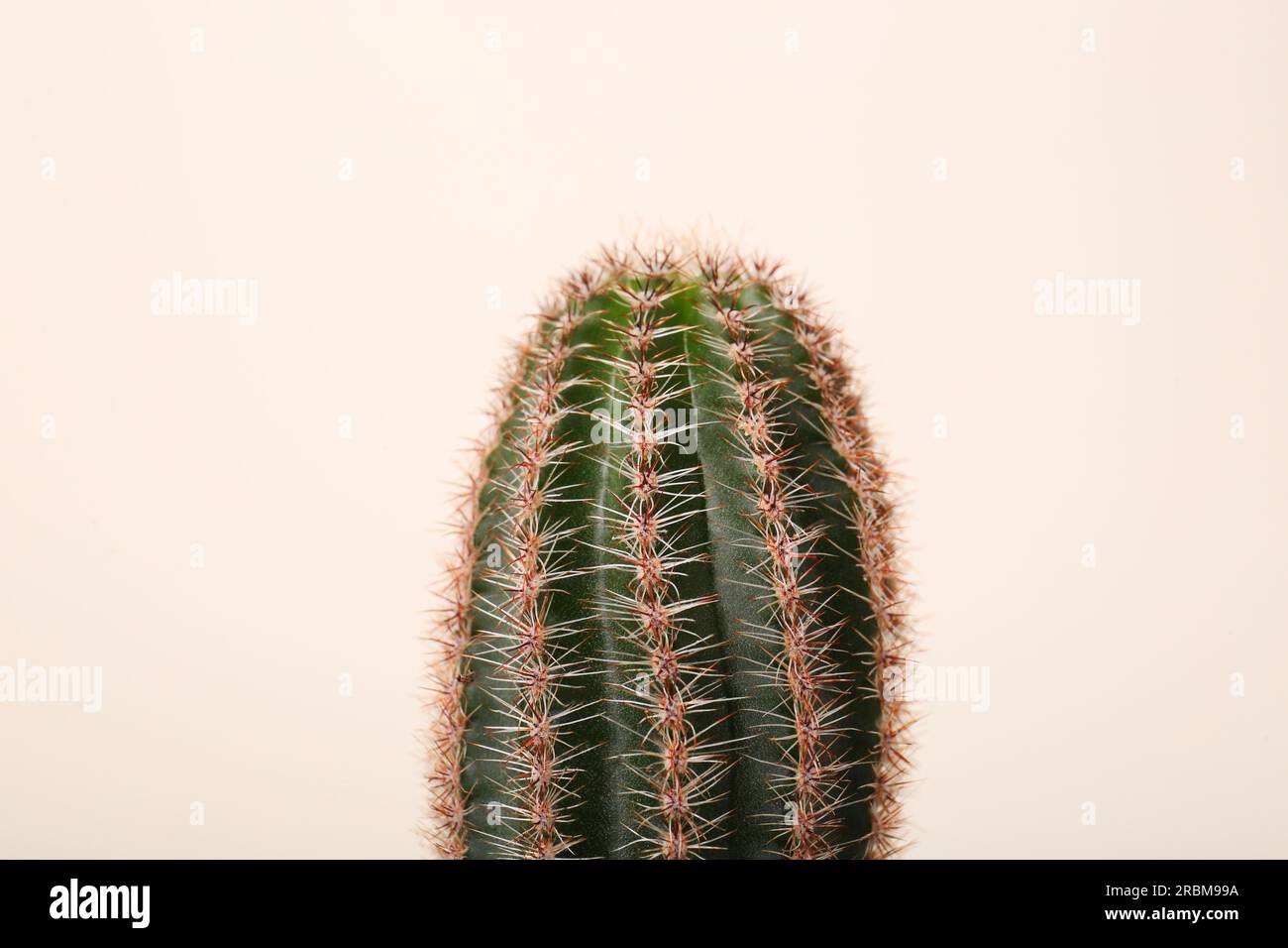 Beautiful green cactus on white background, closeup. Tropical plant Stock Photo