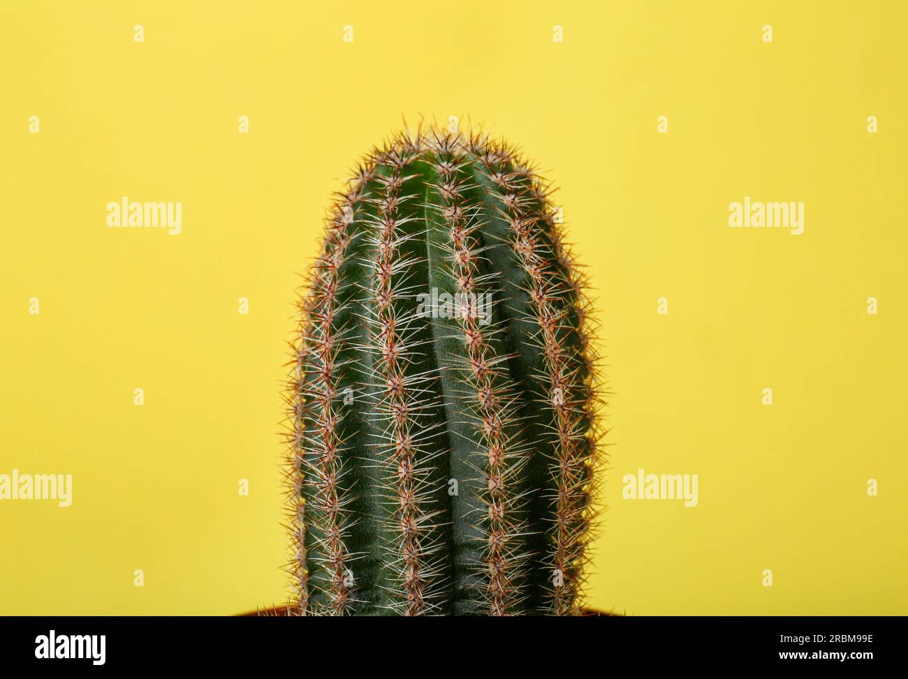 Beautiful green cactus on yellow background, closeup. Tropical plant Stock Photo