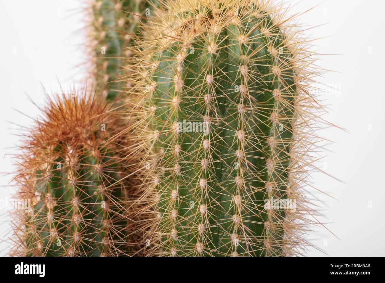 Beautiful green cactus on white background, closeup. Tropical plant Stock Photo