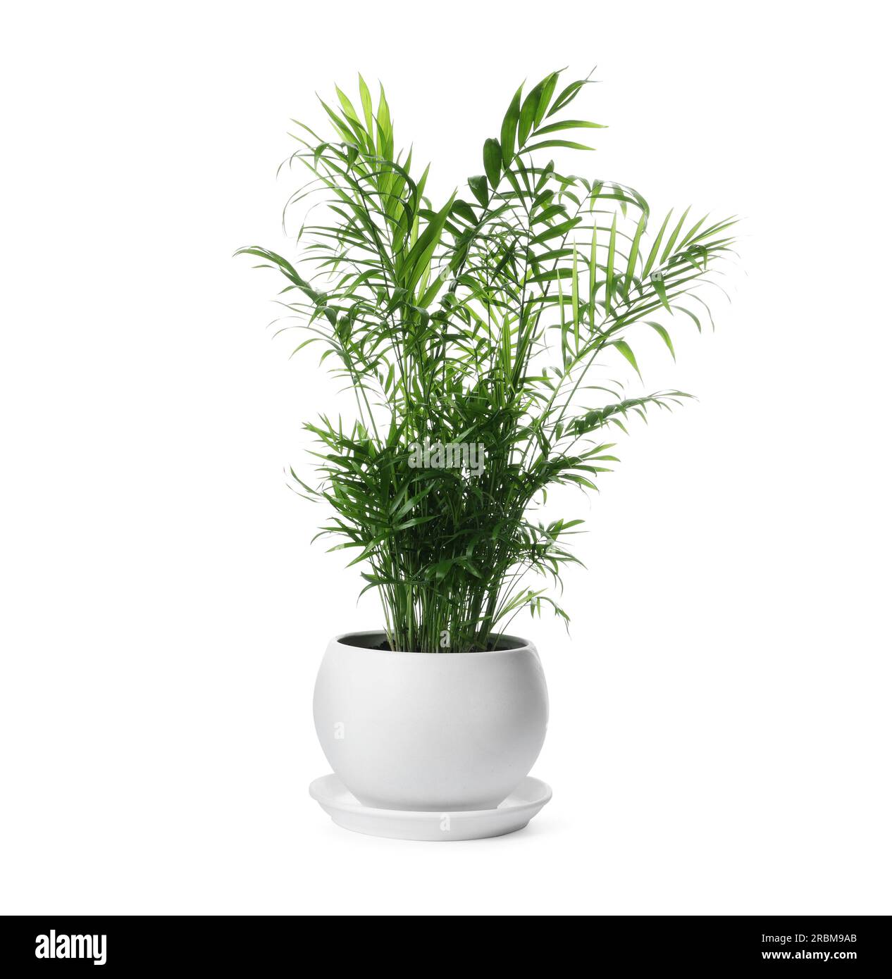 Beautiful Ravenea rivularis plant in pot isolated on white. House decor Stock Photo