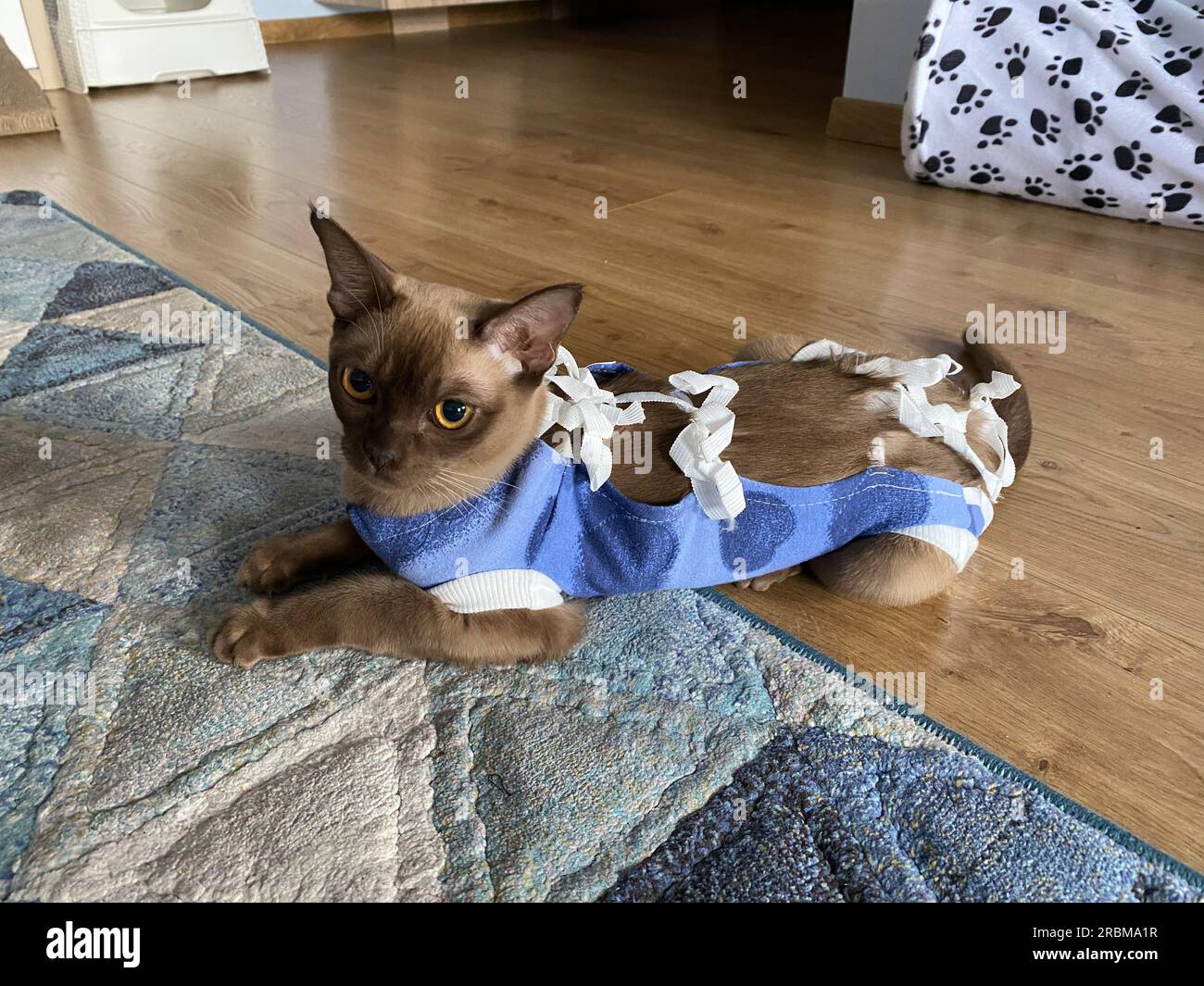 Postoperative bandage on a burmese cat. Home care of a pet after a cavitary operation