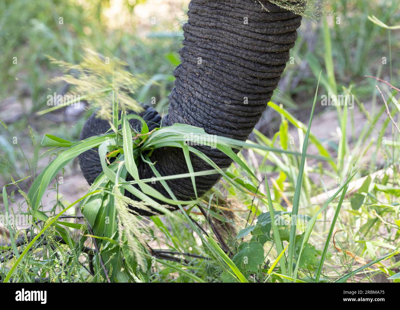 The Elephants trunk is a highly versatile fifth appendage. The