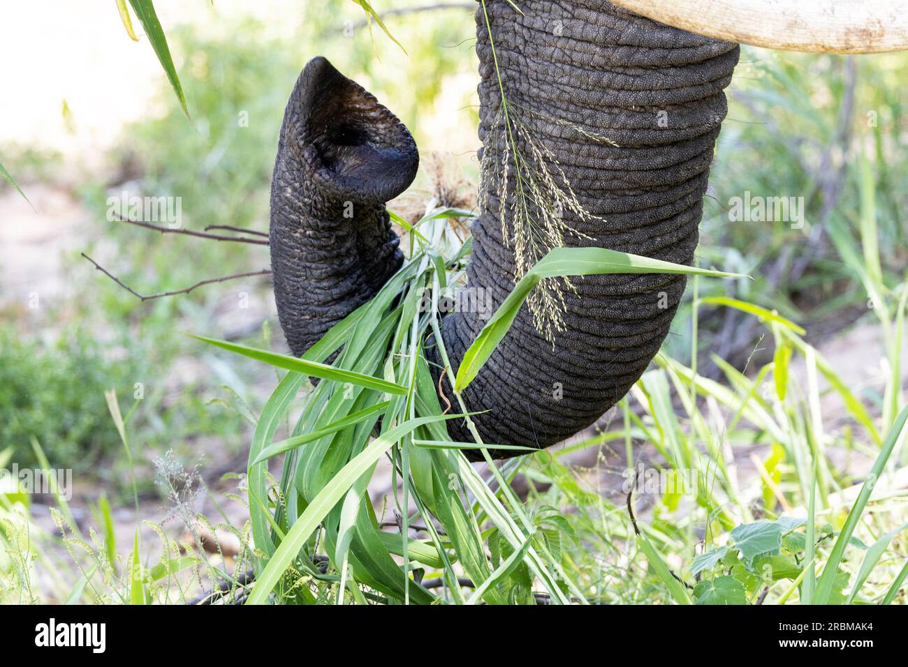 The Elephants trunk is a highly versatile fifth appendage. The