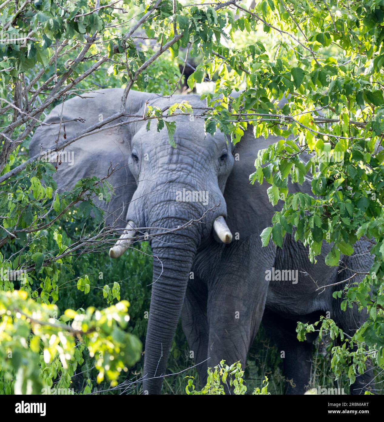 Encountering elephants at close quarters in thick bush can be a nerve