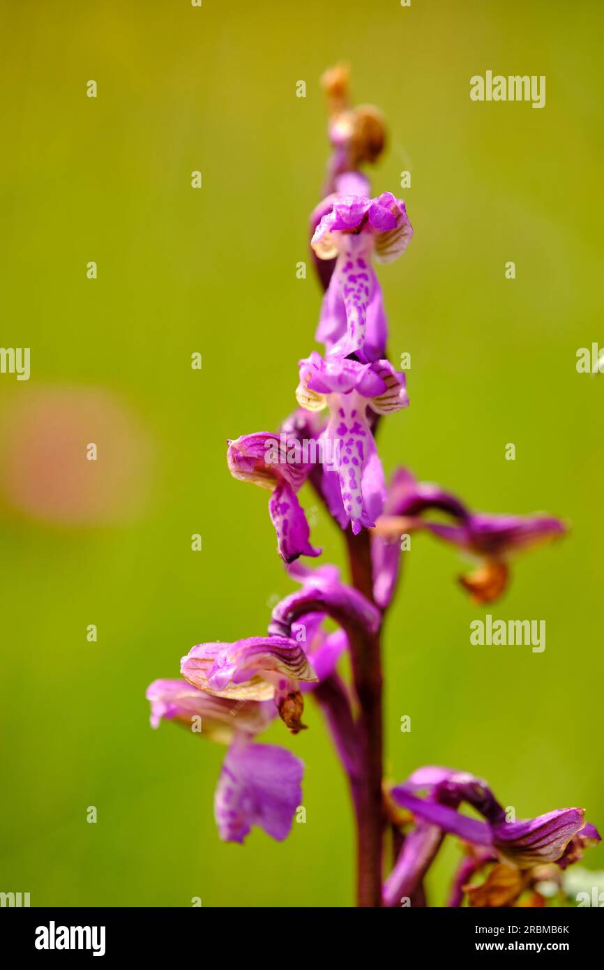 Little Orchid, Anacamptis morio, Orchis morio Stock Photo