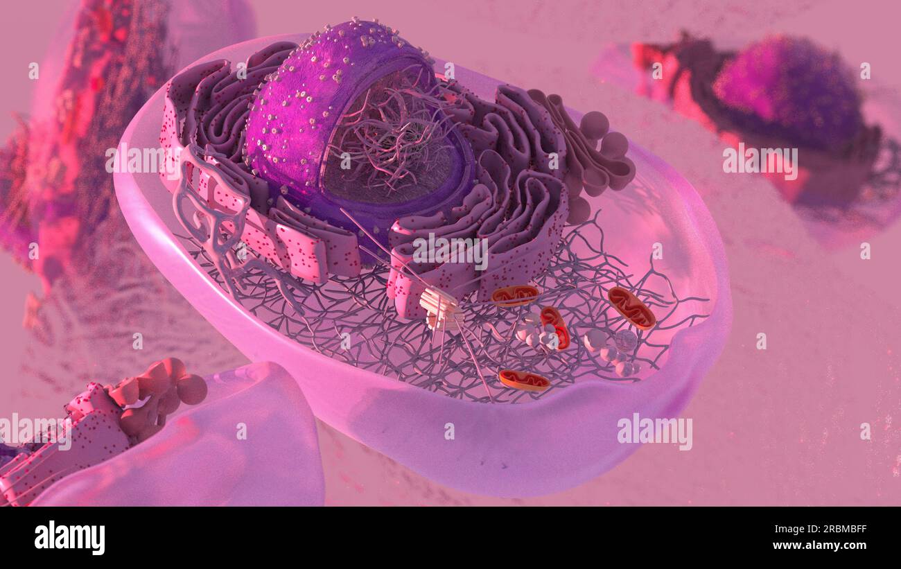 microscopic magnification of a section of a eukaryotic cell Stock Photo