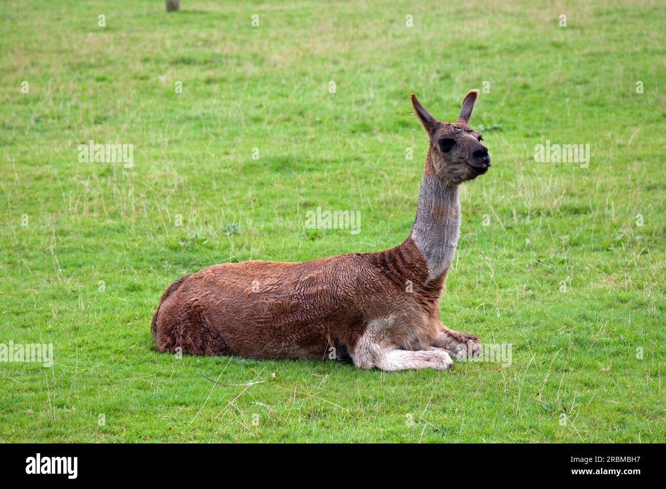 A recently shorn llama sitting on grass, watching intently Stock Photo