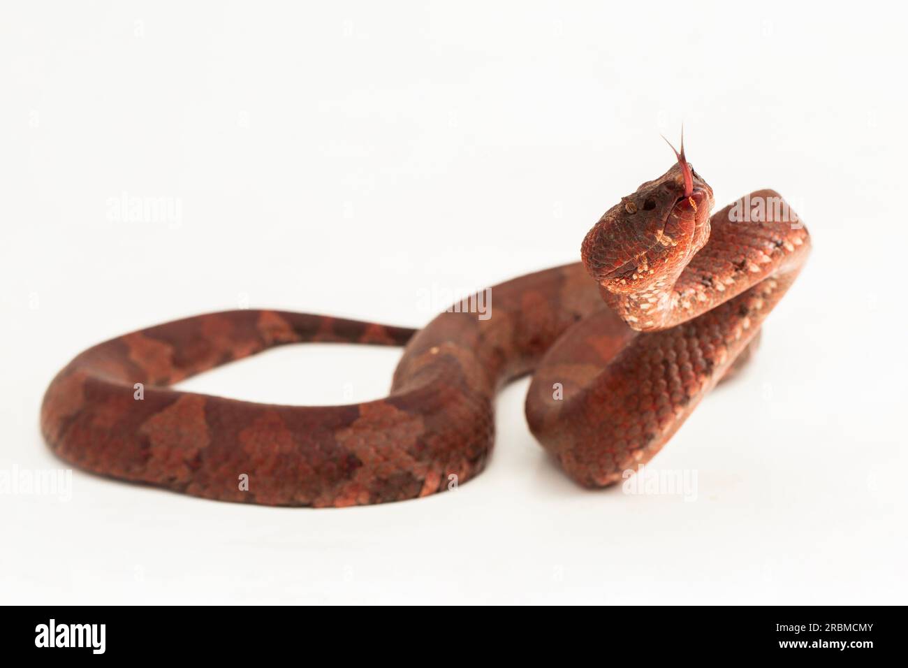 Flat-nosed Pitviper Snake Craspedocephalus Trimeresurus Puniceus ...