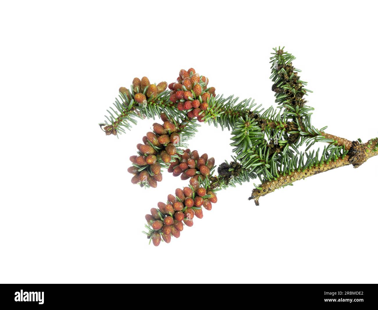 Abies fraseri, Green cones of a Fraser fir isolated on white background studio shot Stock Photo