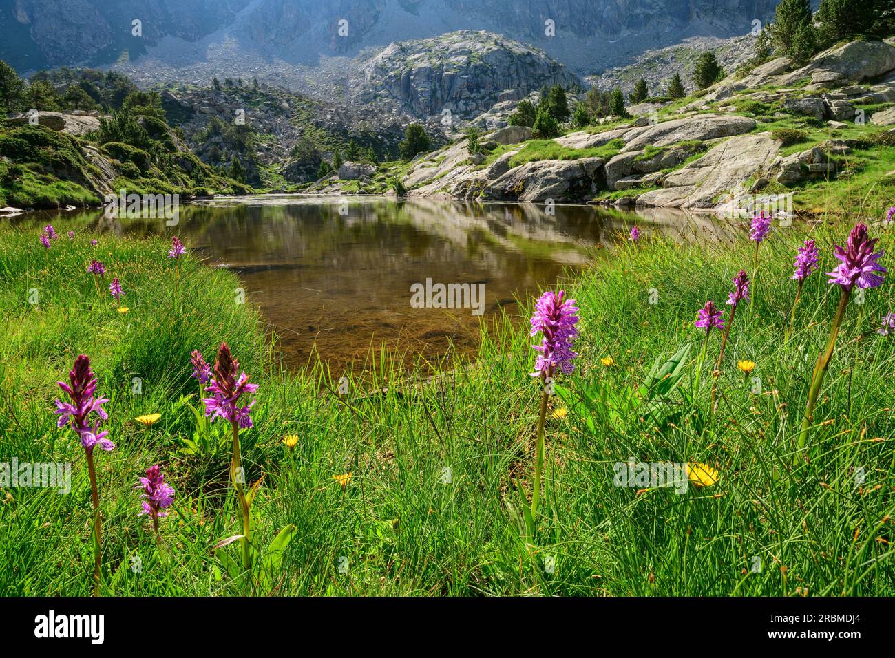 Flowering orchid in front of lake, Valle Gerber, Aigüestortes i Estany de Sant Maurici National Park, Pyrenees, Catalonia, Spain Stock Photo