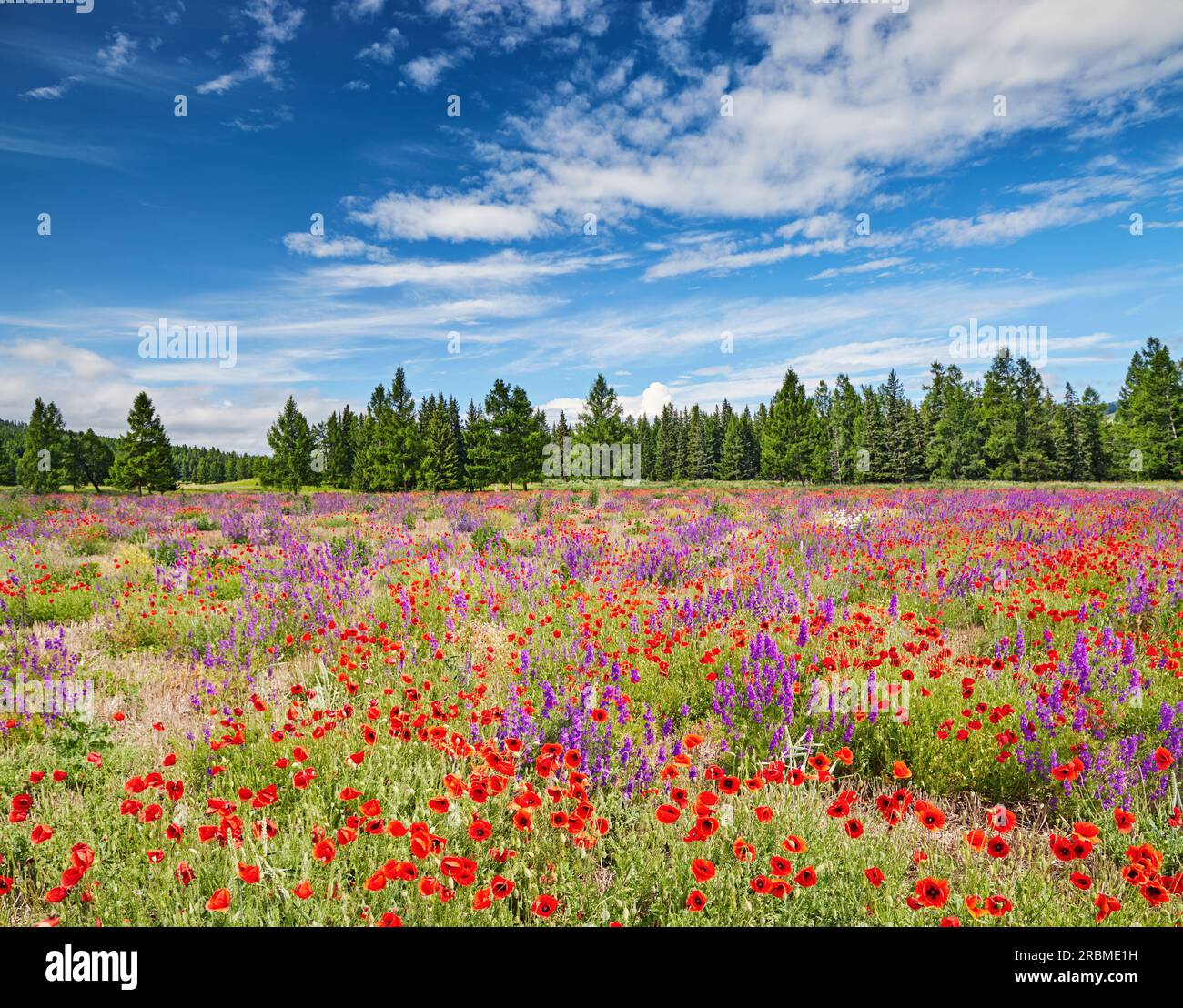 Landscape with forest and blossoming field with wildflowers Stock Photo