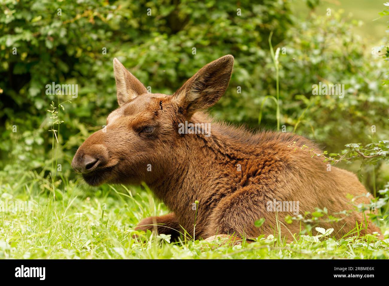 Baby moose, elk, Alces alces Stock Photo