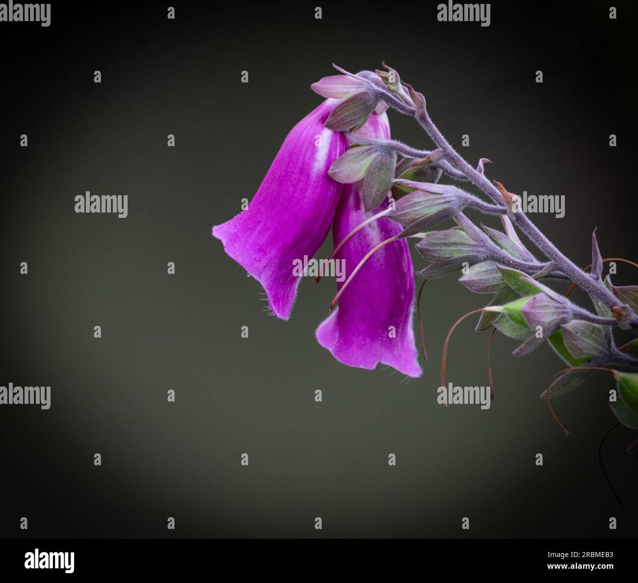 Foxglove flowers on stem Stock Photo
