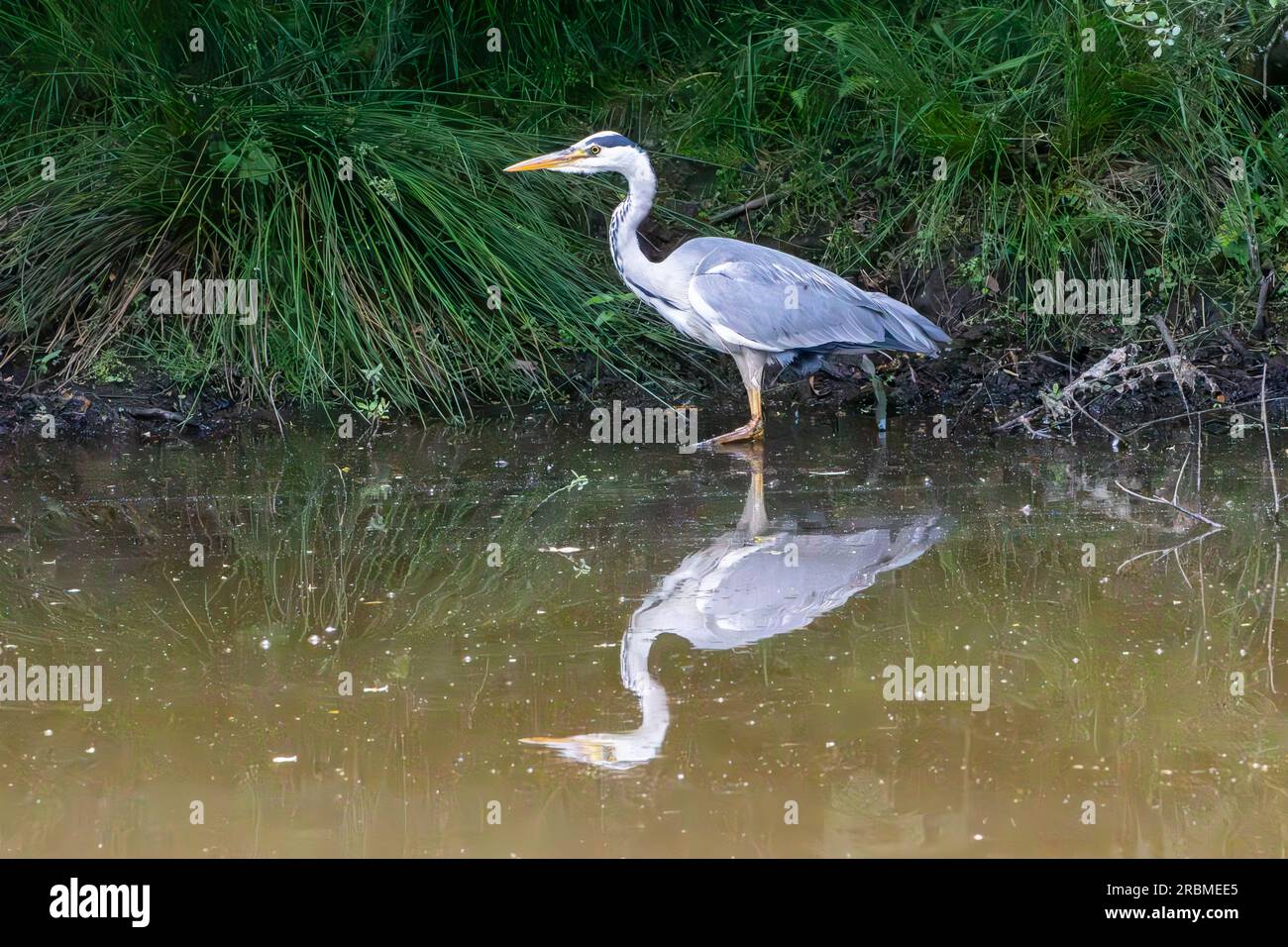 Refection of Heron in water Stock Photo