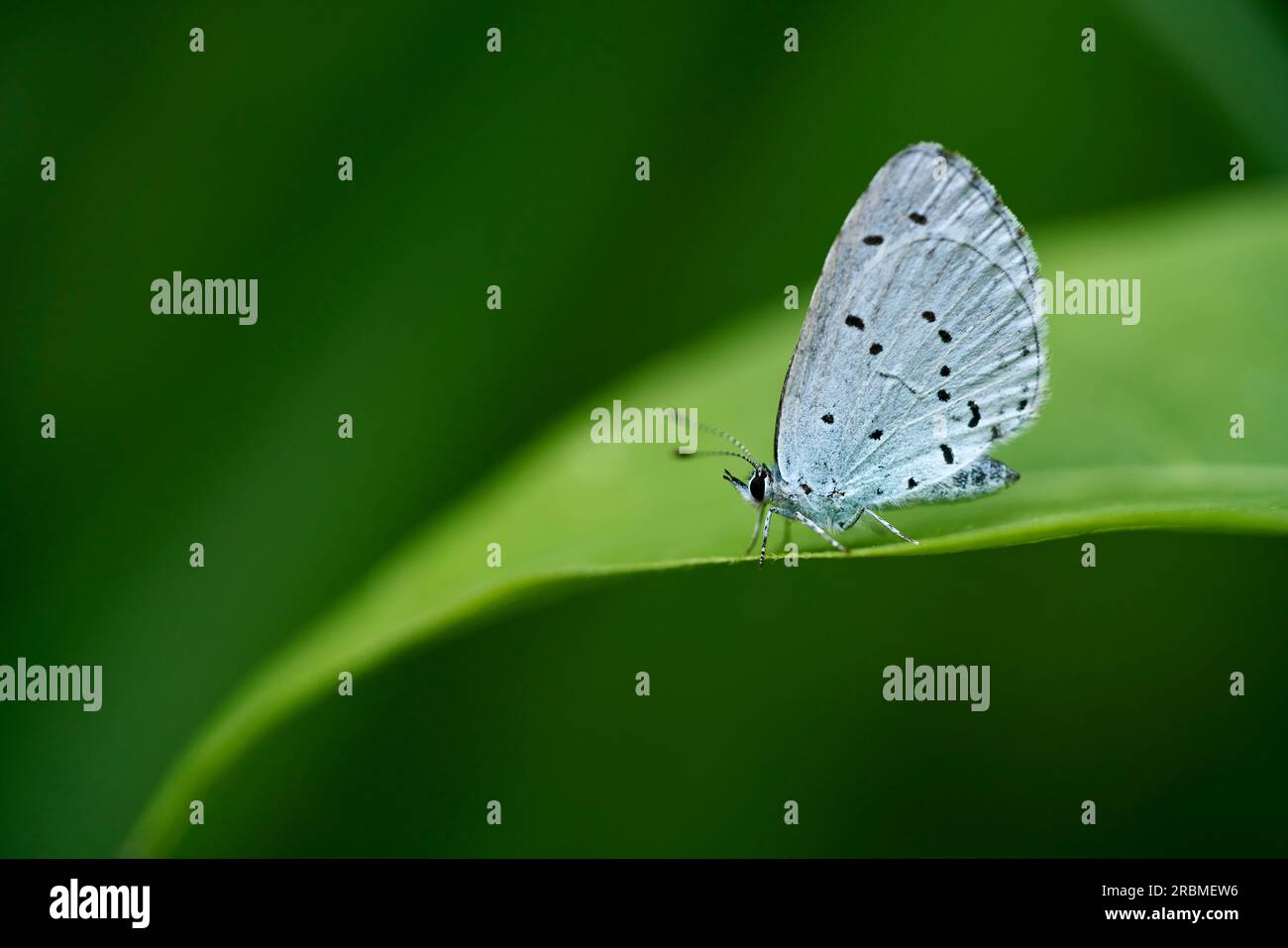 Whites, Pieridae, Butterfly Stock Photo